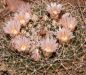 Preview: Mammillaria heyderi var. hemisphaerica SB859